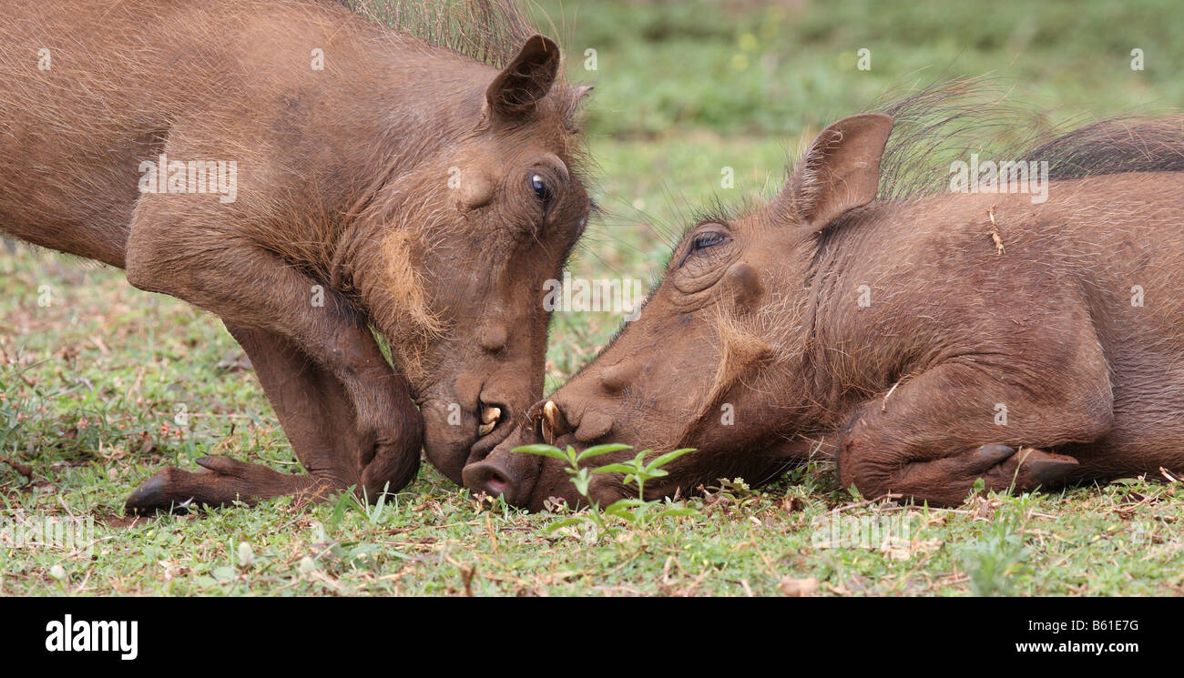gemeinsamen Warzenschwein Phacochoerus Africanus zwei Erwachsene kuschelte Stockfoto