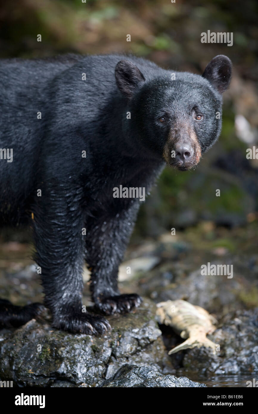 USA Alaska Kake Schwarzbär Ursus Americanus Jagd zum Laichen Chum Salmon am Gunnuk Creek im Frühsommer Stockfoto