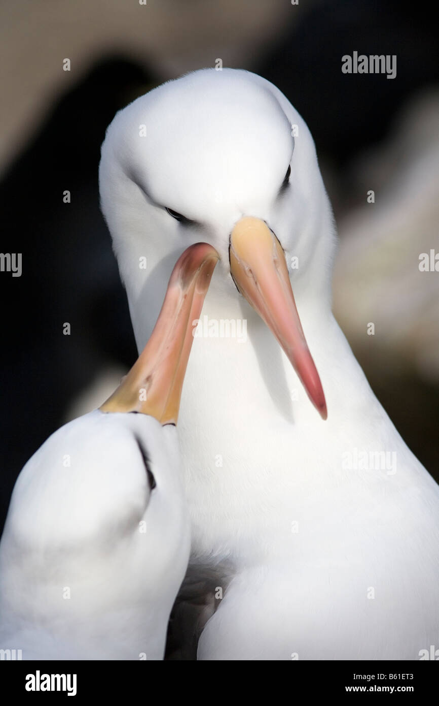 Black-Browed Albatross Beteiligung an Balz Ritual, New Island, Falkland-Inseln Stockfoto
