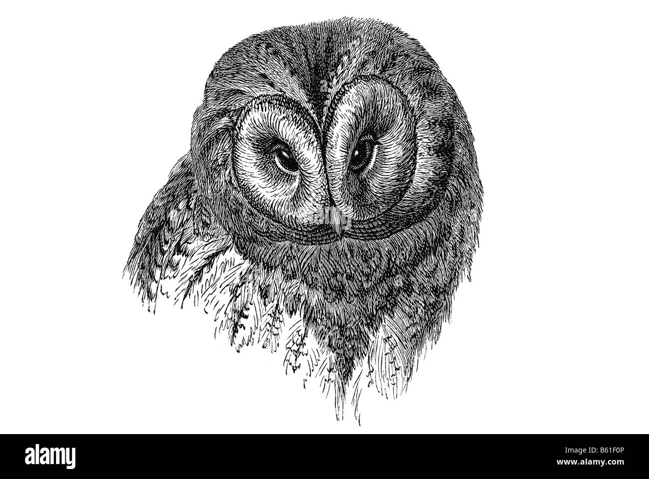 Nördlichen Sperbereule (Surnia Ulula) Stockfoto