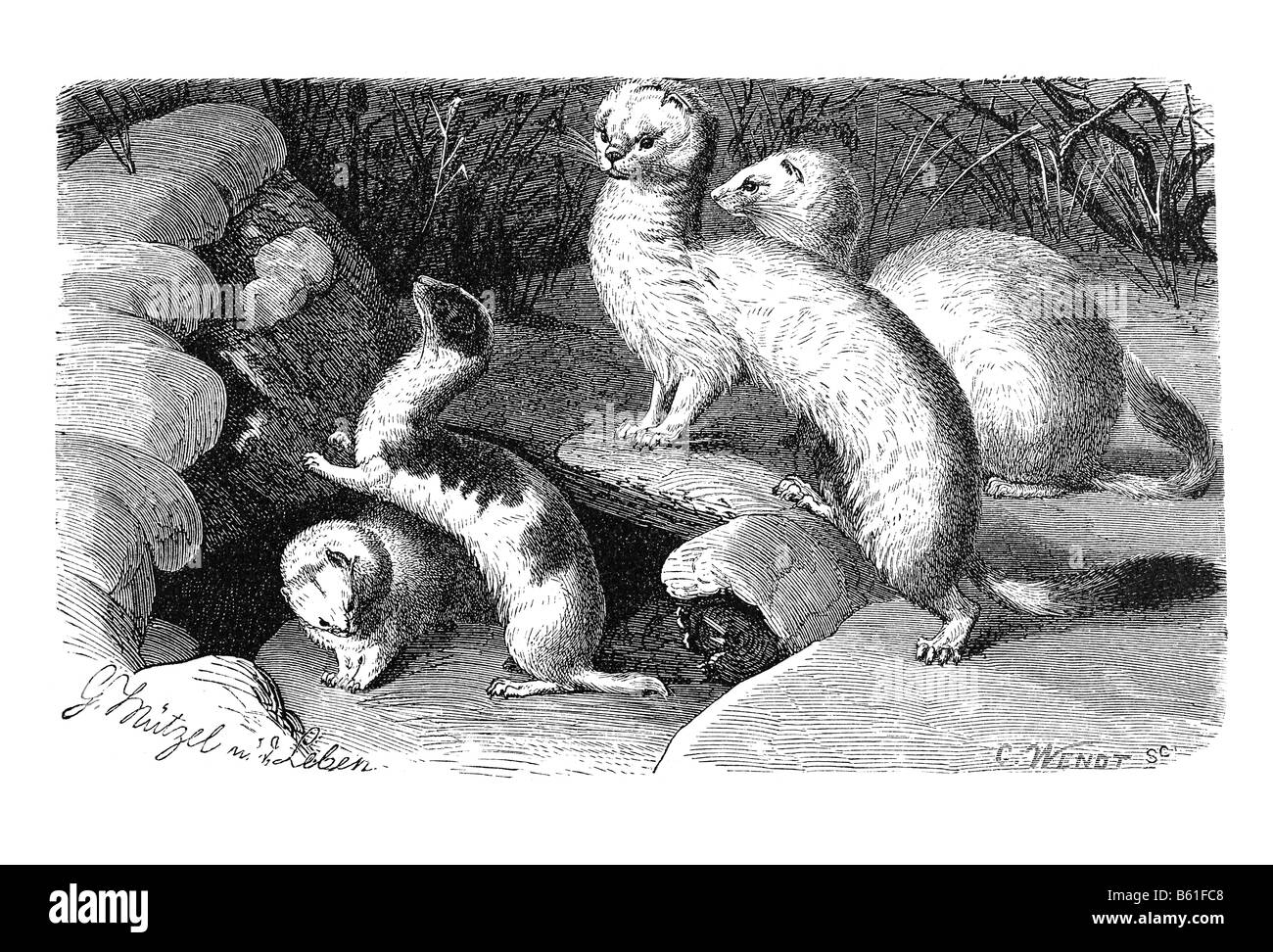 Wiesel & Hermeline Stockfoto