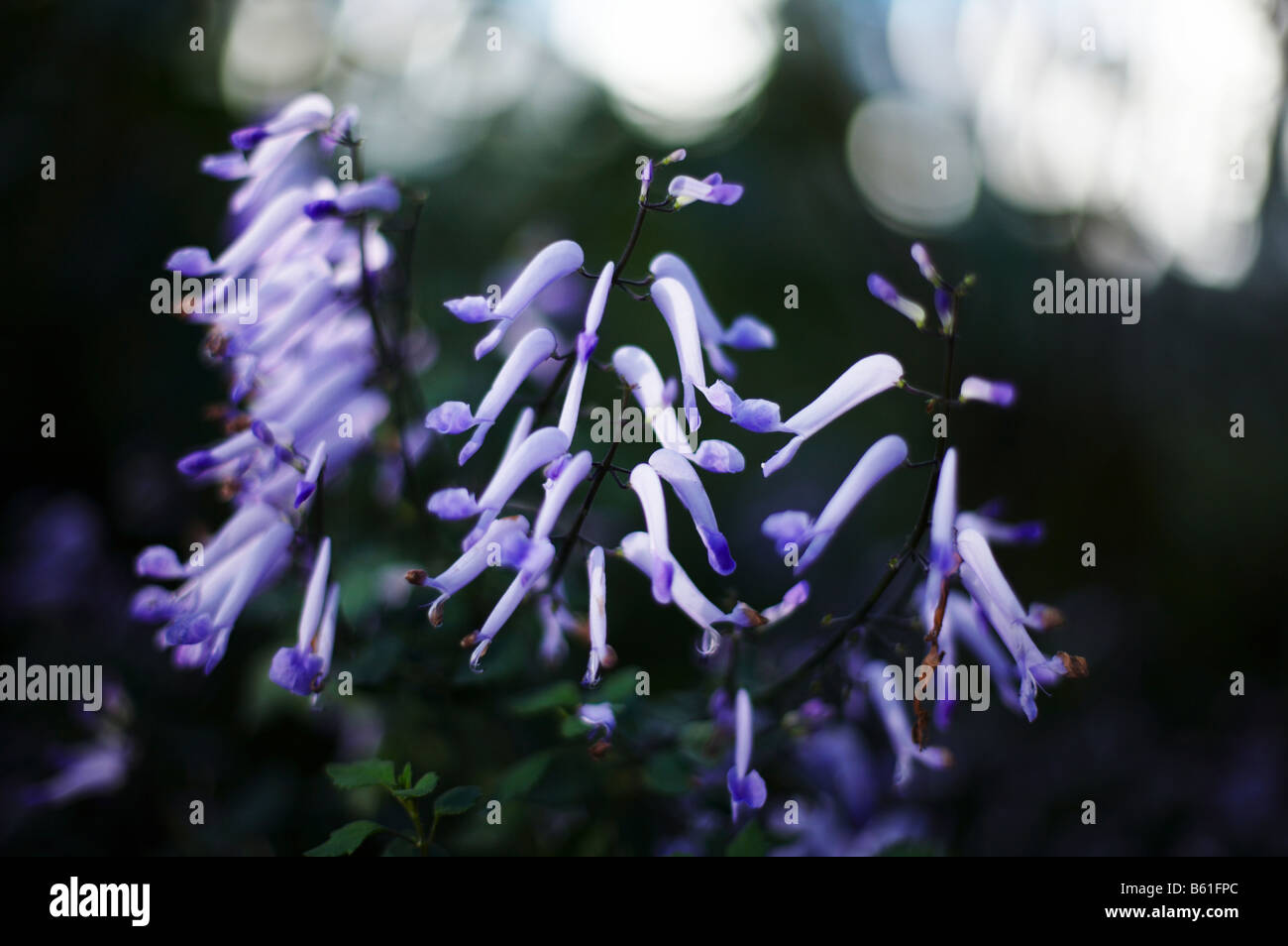 Bluebell Blumen im gemäßigten Haus in Kew Gardens London England UK Stockfoto