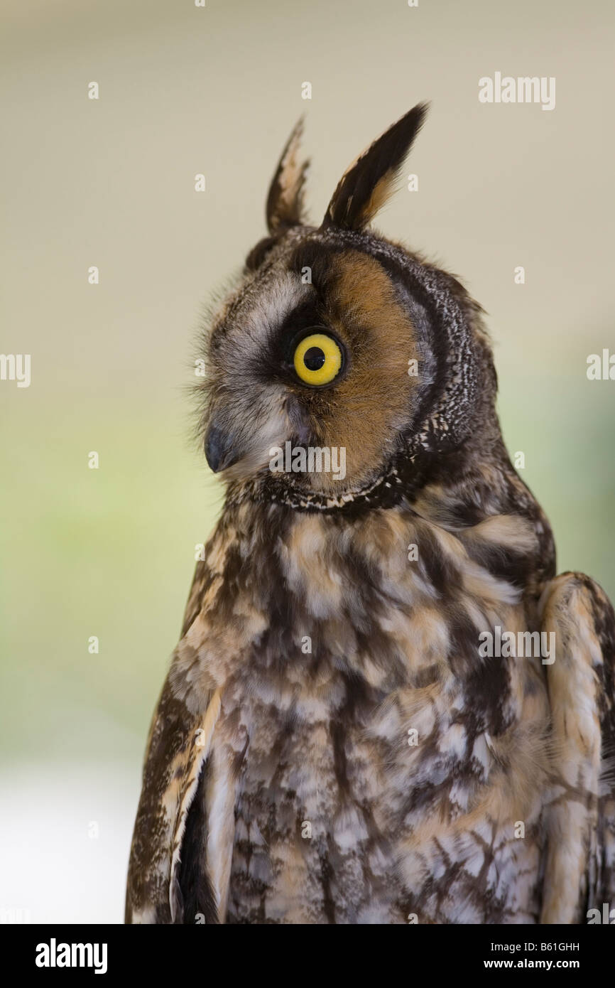 Waldohreule Stockfoto