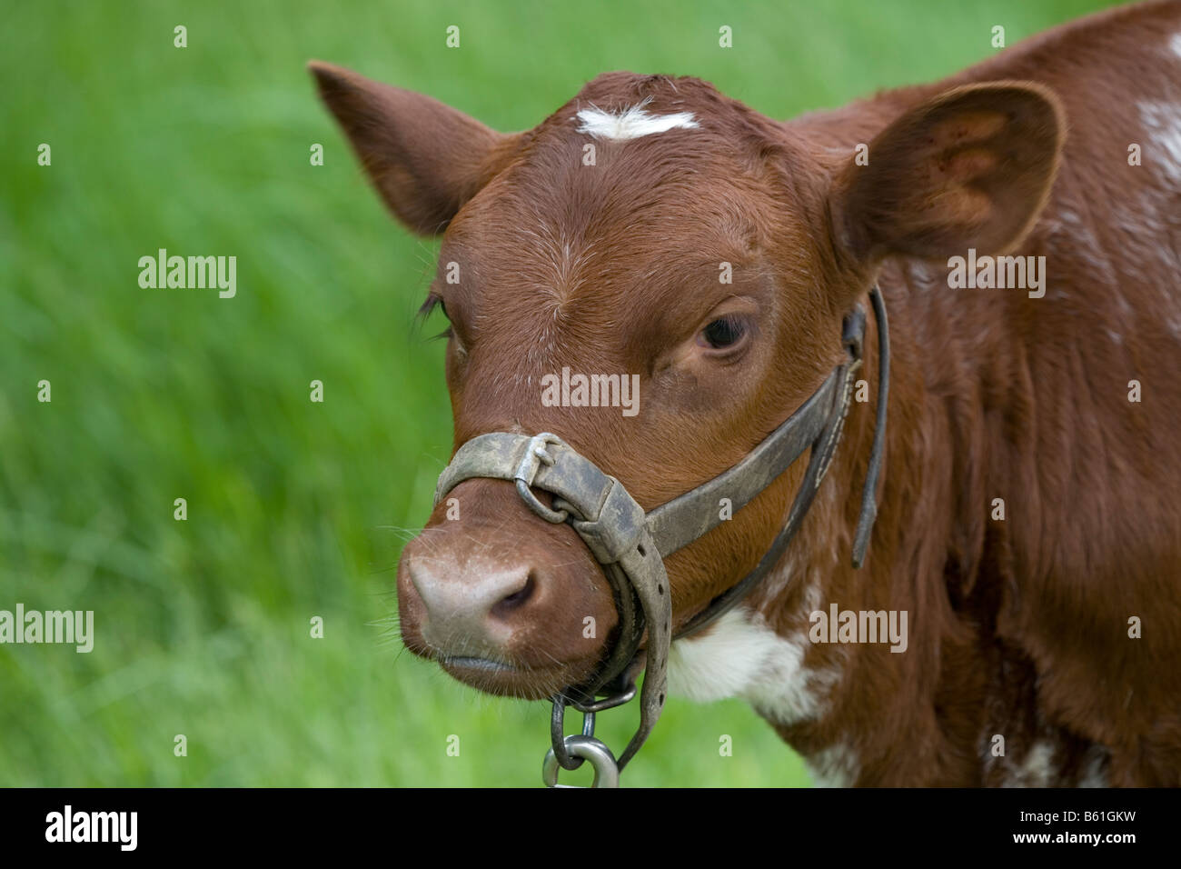 Braune Kuh Kalb Stockfoto