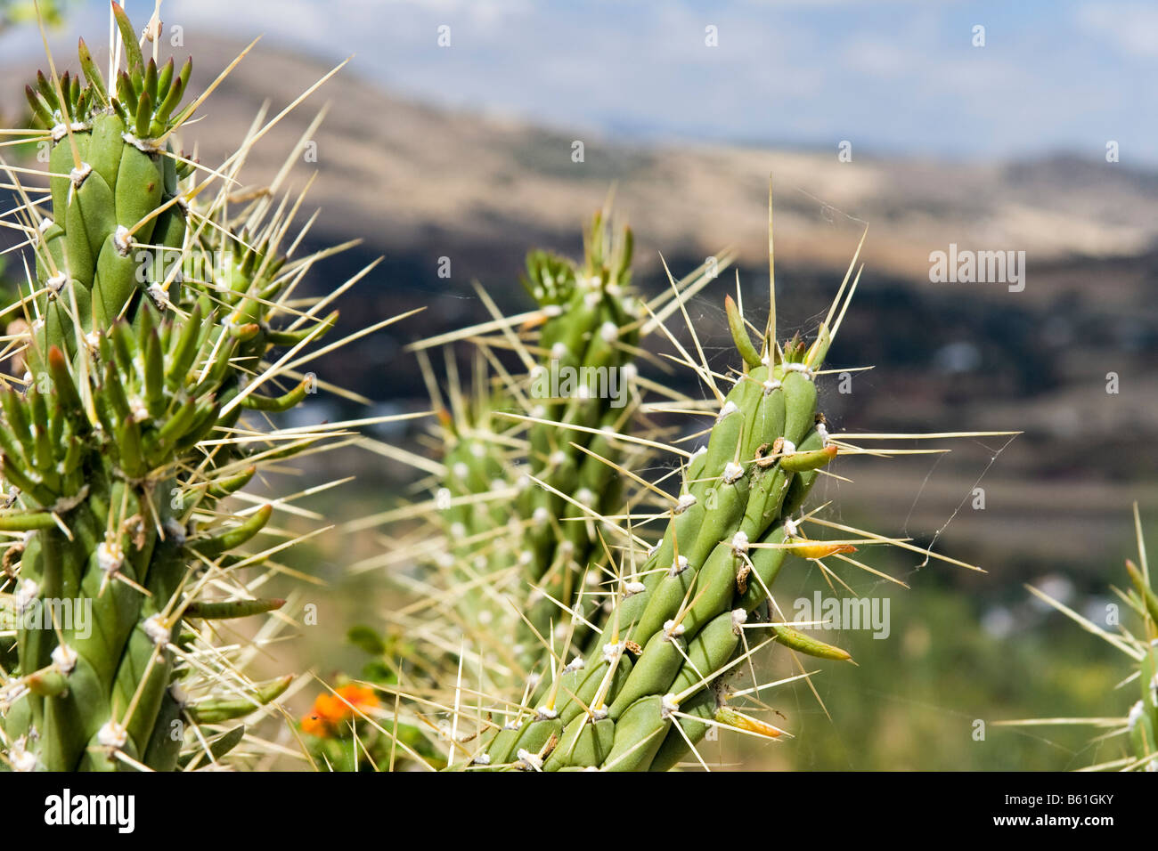 Spanien, Andalusien, Kaktus, Pflanze, Natur, Himmel, Tourismus, Berg  Stockfotografie - Alamy