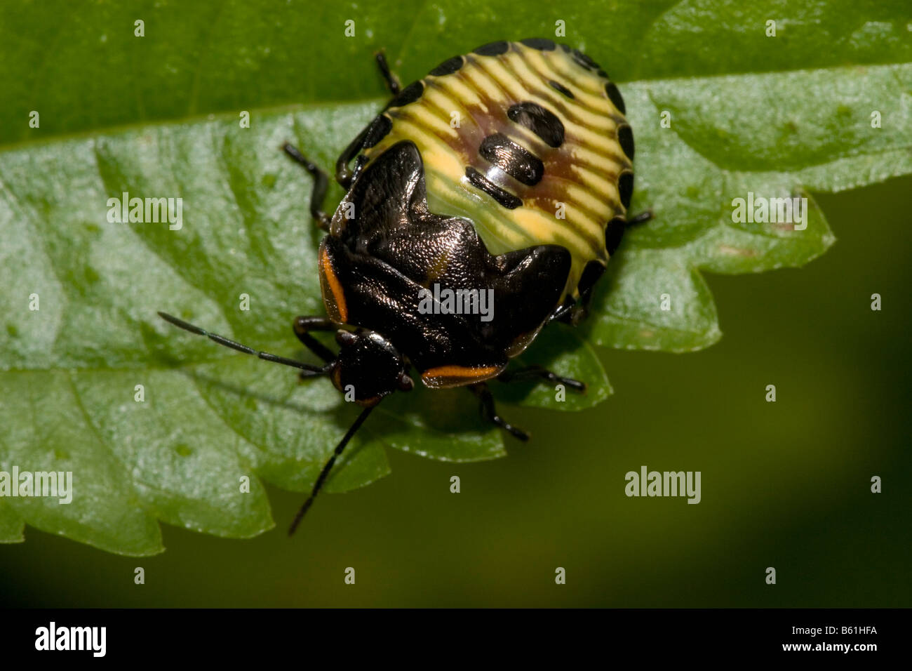 Grüne Stink Bug Nymphe (Acrosternum Hilare) Stockfoto