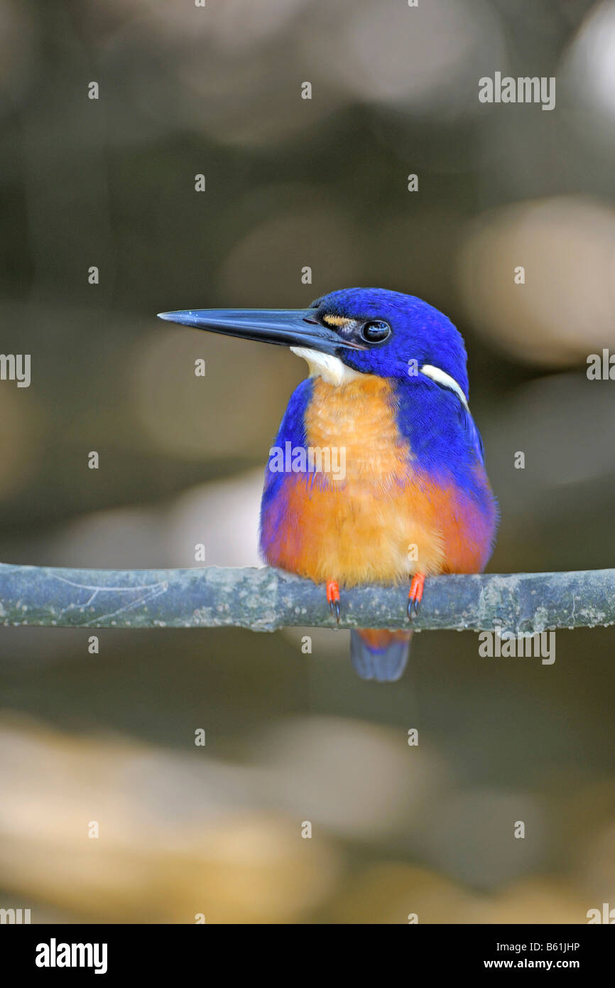 Azure-Eisvogel (Alcedo Azurea), sehr seltenen Vogel, Queensland, Australien Stockfoto