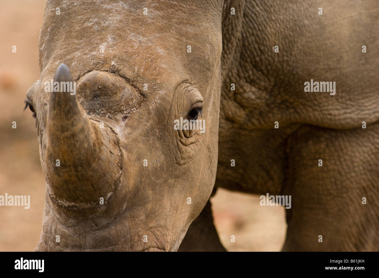 wilde Breitmaulnashorn Rhino CERATOTHERIUM Simum in Akazien Wald Südafrika Südafrika Ambiente-Porträt Stockfoto