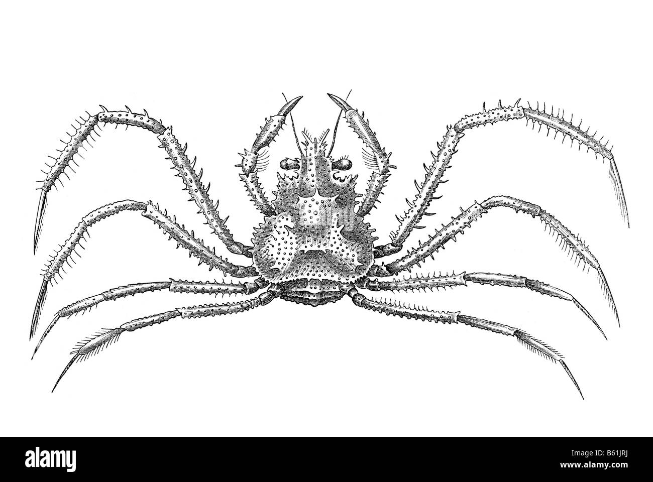 Krabben-Krebse sind dekapoden Krebse der Teilordnung Brachyura Stockfoto