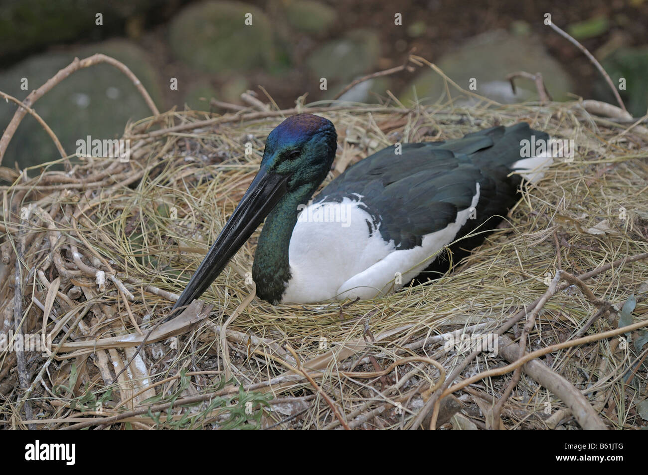 Schwarz-necked Storch (Nahrung Asiaticus), Nest, Queensland, Australien Stockfoto
