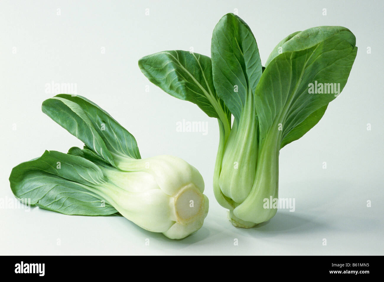 Chinakohl, Chinakohl (Brassica Rapa Chinensis), Studio Bild Stockfoto