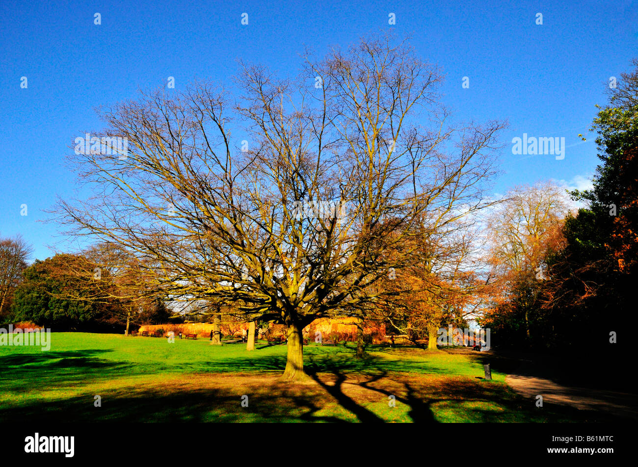 Wie der Herbst nähert sich Waterlow Parkbäumen in Highgate werfen ihre Blätter. Stockfoto