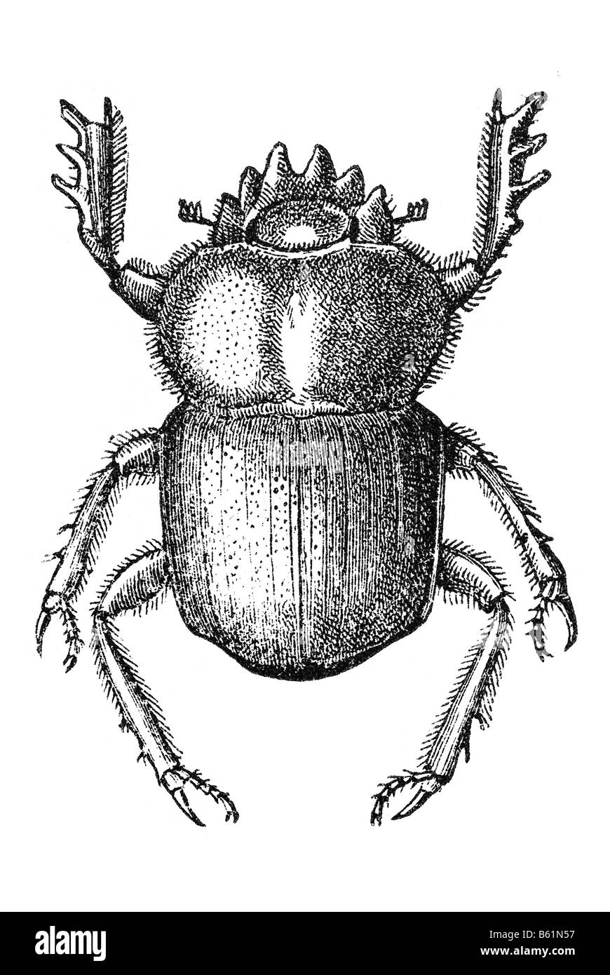 Erde-langweilig Mistkäfer (Scarabaeus Cribricollis), Dor Käfer Stockfoto