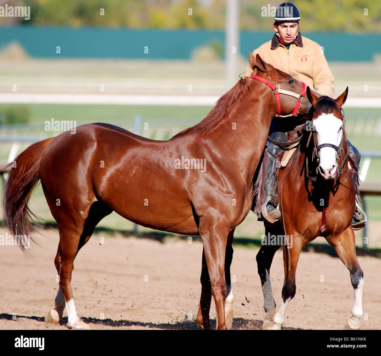 Trainer trainieren ein zwei Jahre altes Pferd auf einer Rennstrecke Stockfoto