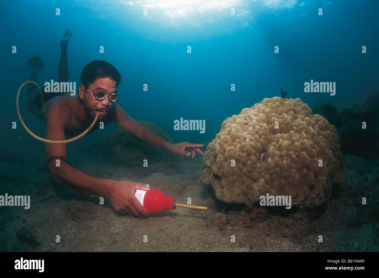 Zyanid-Fischen im Korallenriff Stockfoto