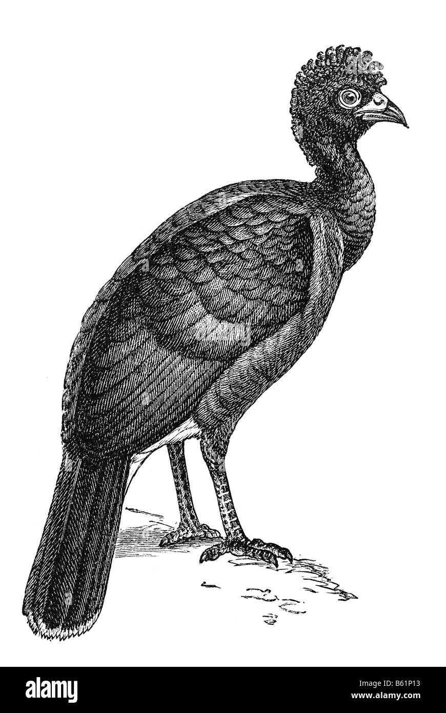 Crax Alector, Trompeter Stockfoto