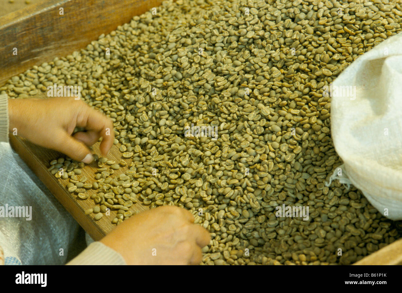 Hand dreifach Einstufung grünen Kaffeebohnen für die Premium-Qualität Exportmarkt Kaffee, Sumatra, Indonesien Stockfoto