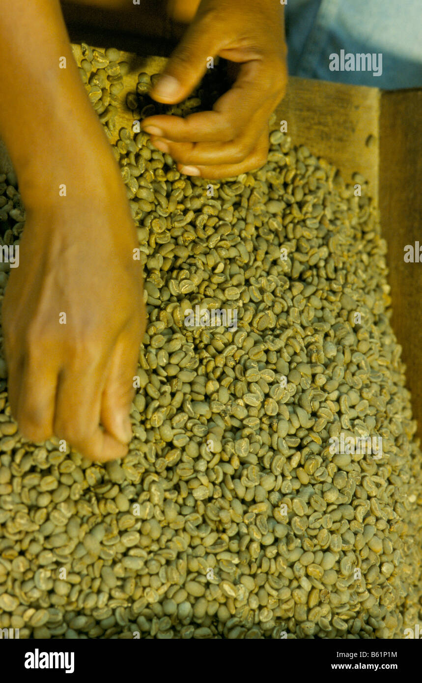 Hand, die Verschneidung Rohkaffee für den Premium-Kaffee-Markt, Sumatra, Indonesien. Stockfoto
