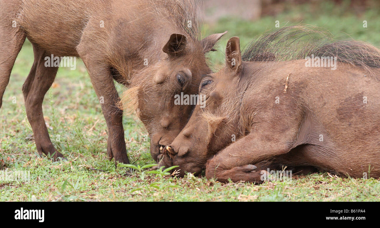 gemeinsamen Warzenschwein Phacochoerus Africanus zwei Erwachsene kuschelte Stockfoto