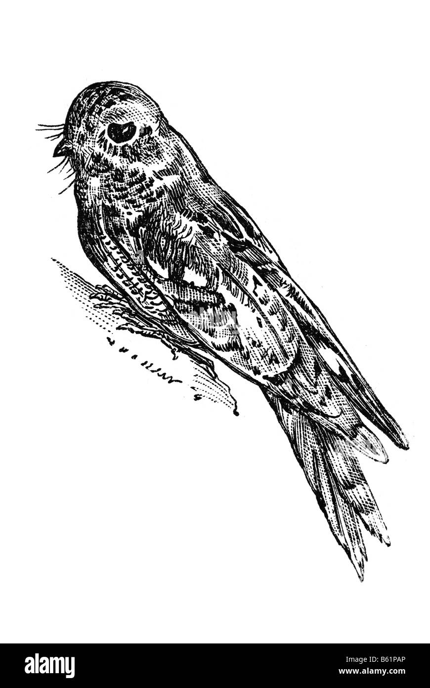 Europäische Ziegenmelker oder nur Ziegenmelker (Caprimulgus Europaeus) Stockfoto