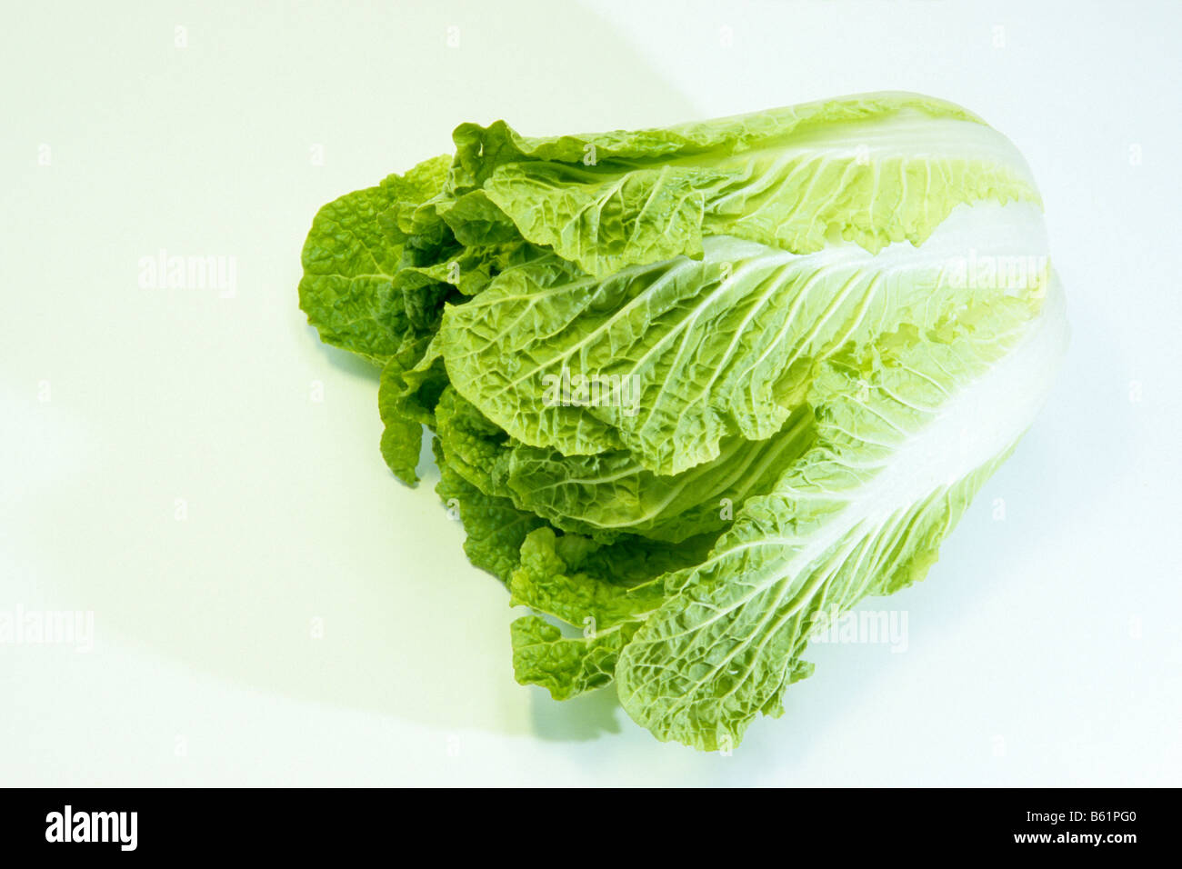 Chinakohl (Brassica Pekinensis, Brassica Rapa Pekinensis), Studio Bild Stockfoto