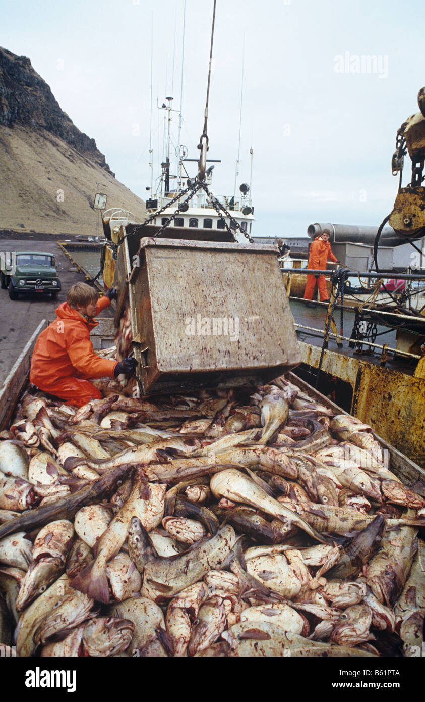 Island, ist ein weiterer Fischschwarm an Land gebracht. Off-loaded mit einem Kran auf den Tischen von Großbritannien, Amerika & Themenbereich werden Stockfoto