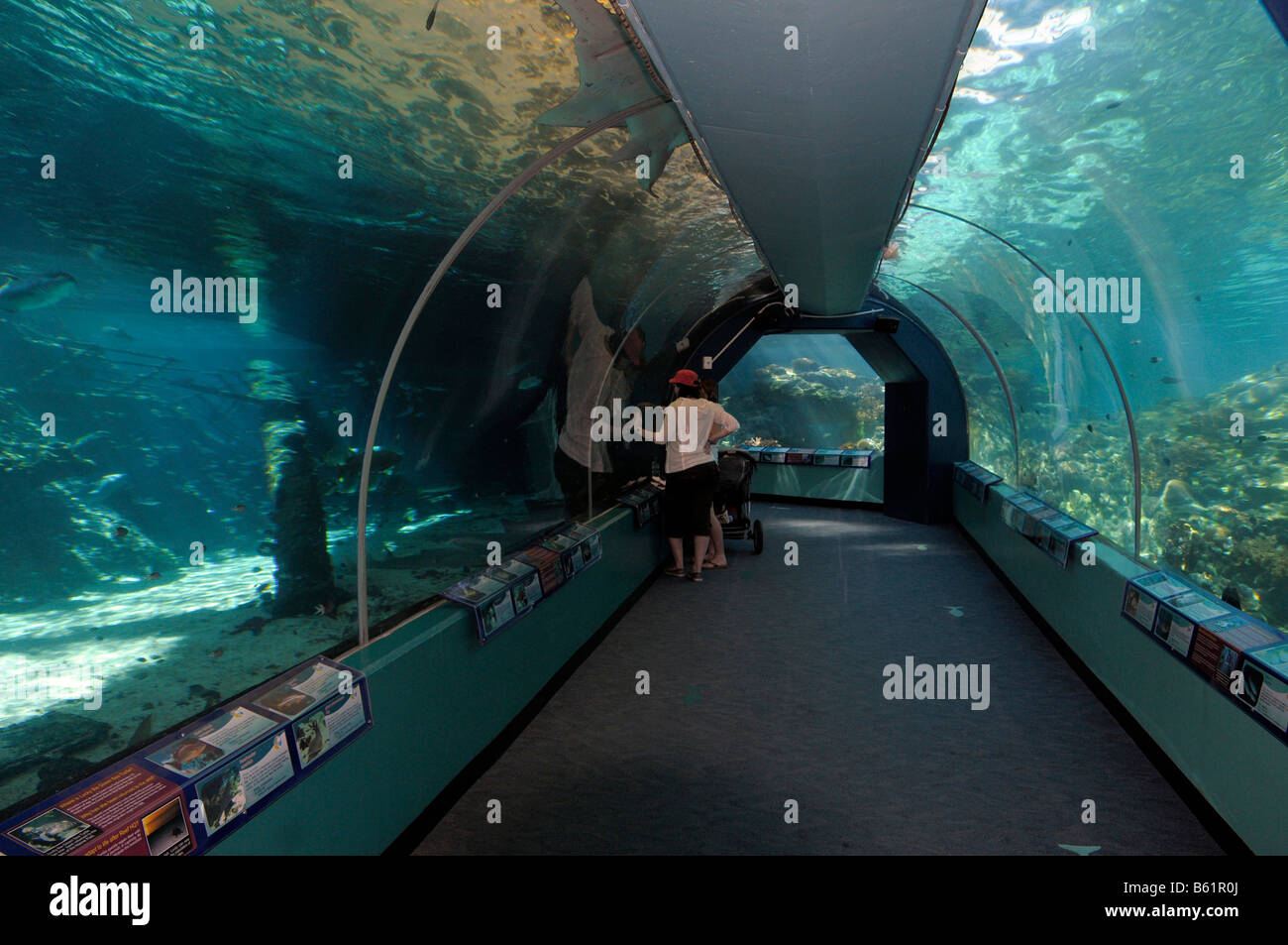 Touristen in den Tunnel der Reefworld HQ, das größte Riffaquarium der Welt, Townsville, Australien Stockfoto