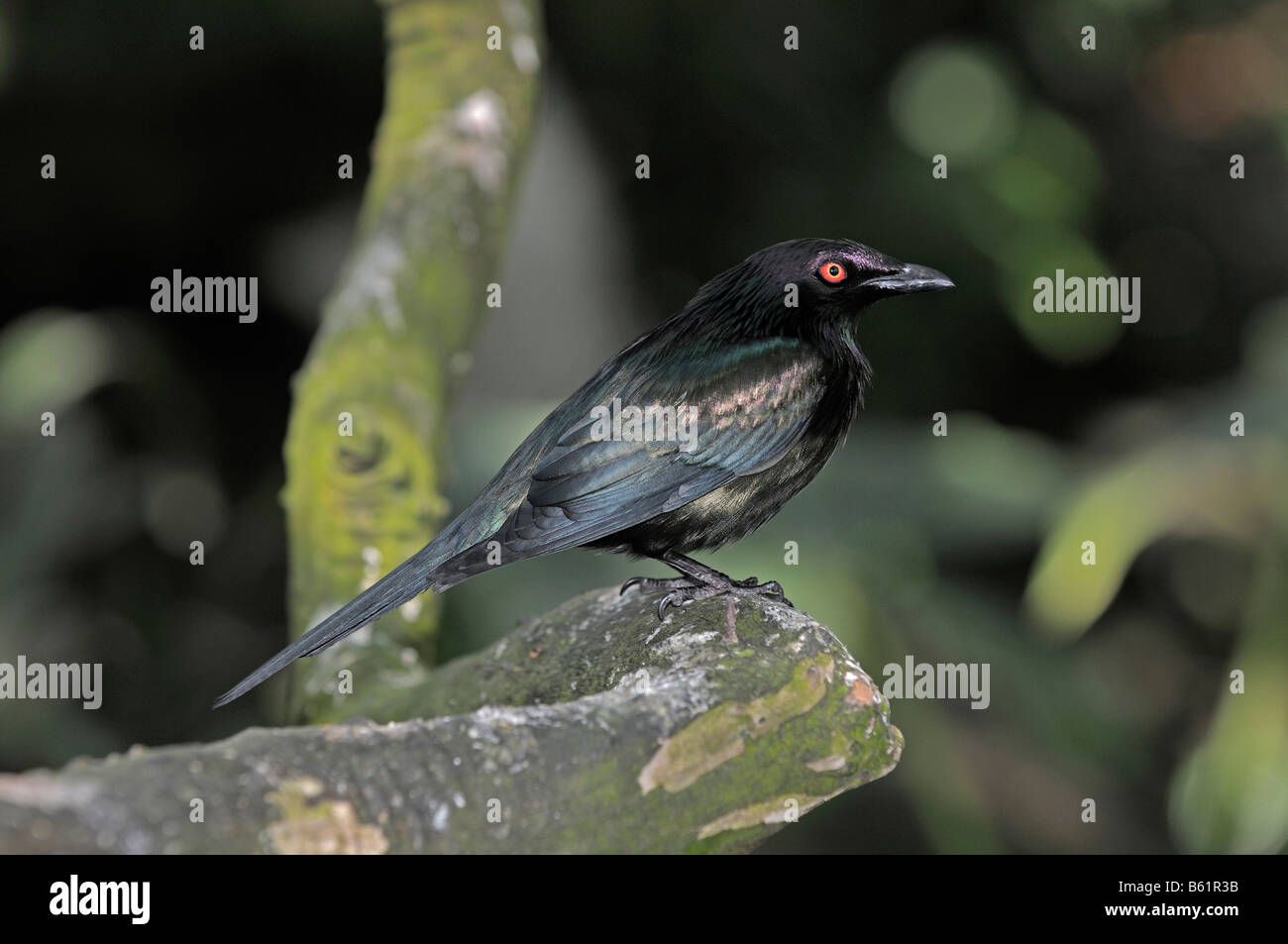 Metallische oder leuchtendes Starling (Aplonis Metallica), Queensland, Australien Stockfoto