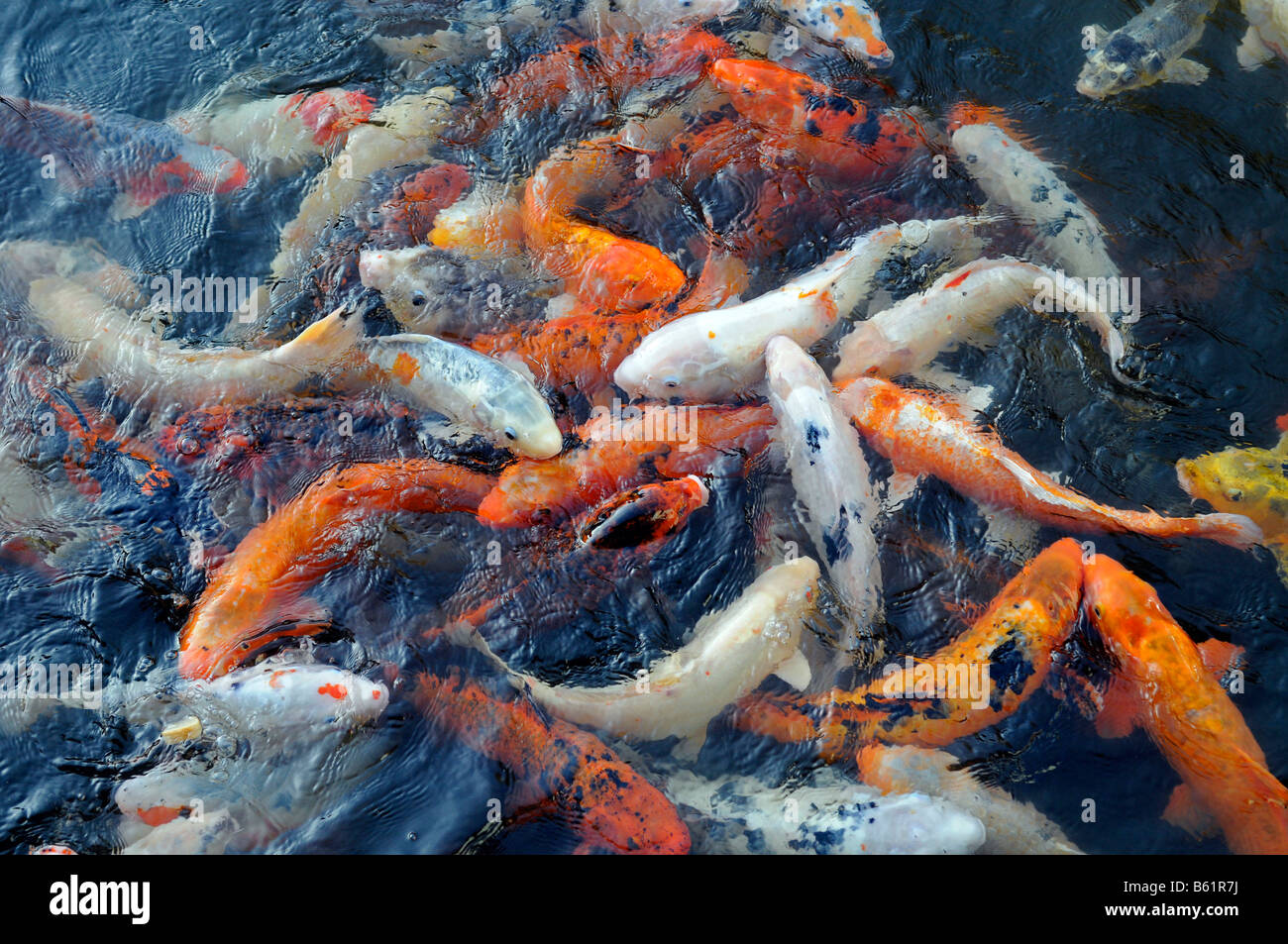 Cyprinus carpio fische Fotos und Bildmaterial in hoher Auflösung Alamy