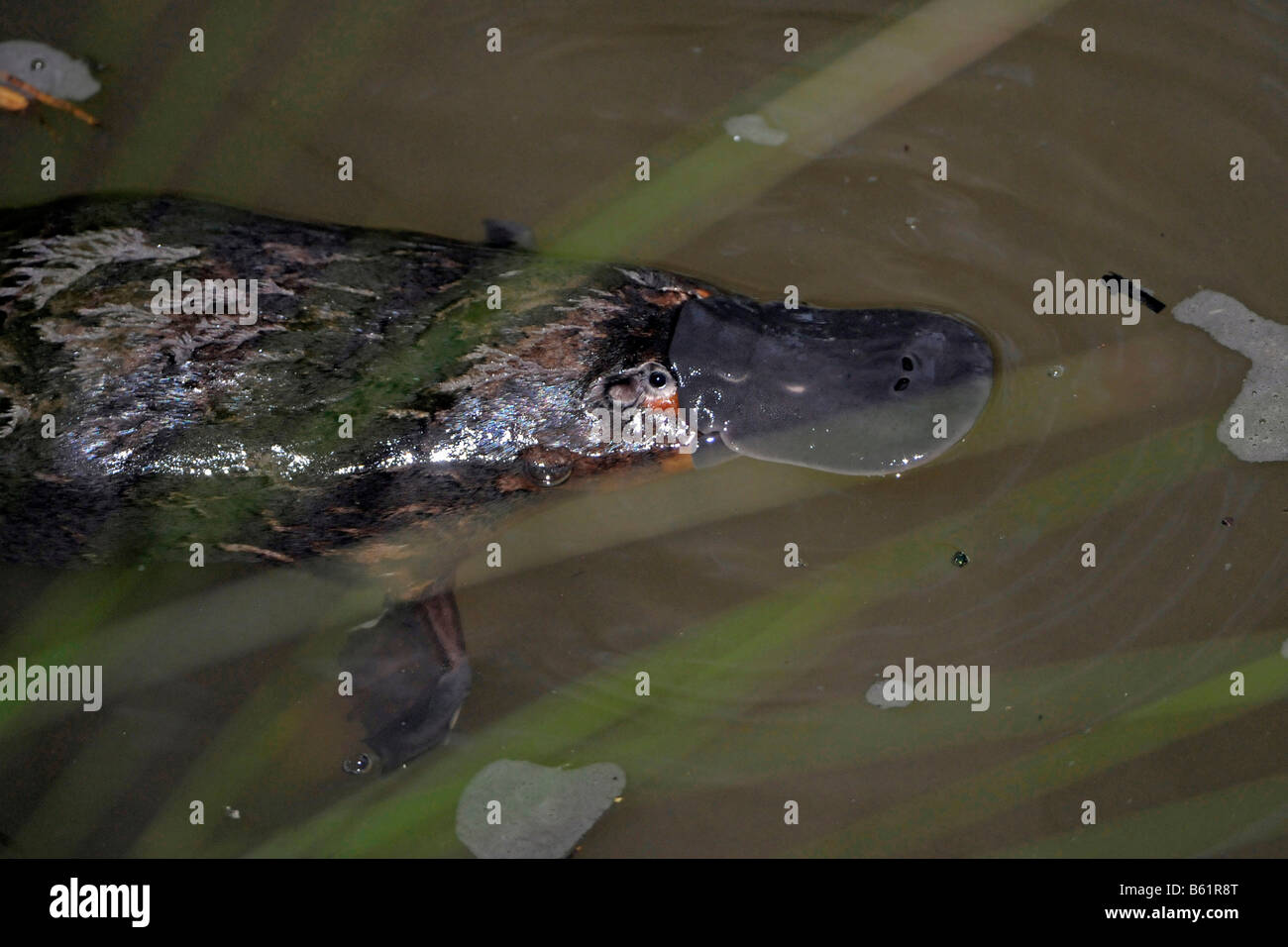 Platypus (Ornithorhynchus Anatinus) in seiner natürlichen Umgebung