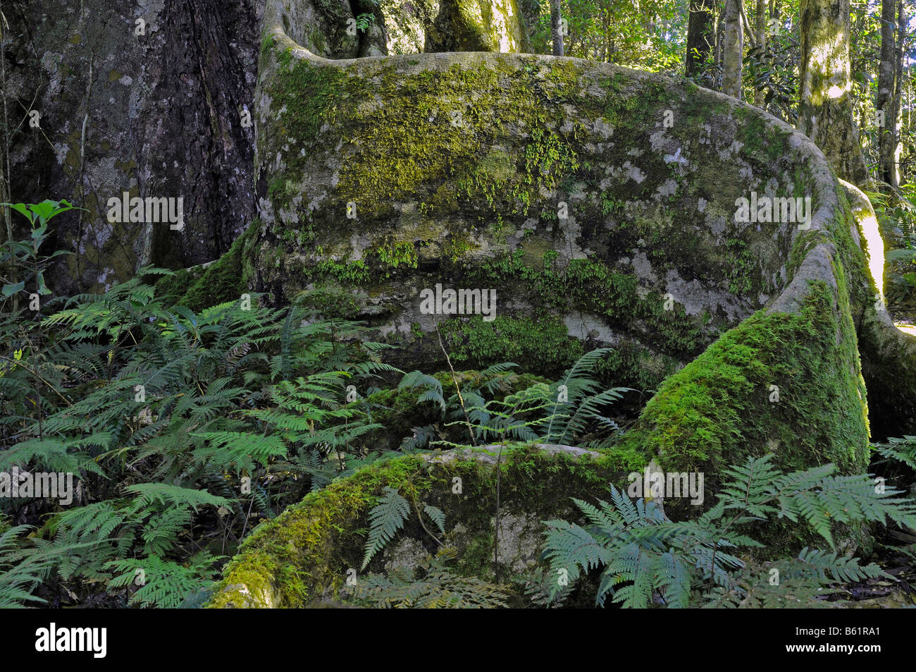 Typische Wurzeln eines Baumes riesigen Regenwald, Lamington National Park, Australien Stockfoto