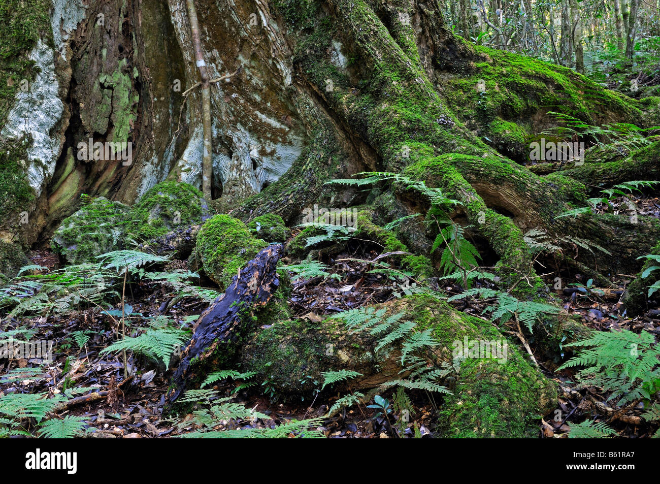 Typische Wurzeln von einem riesigen Regenwald-Baum mit Farnen, Lamington National Park, Australien Stockfoto