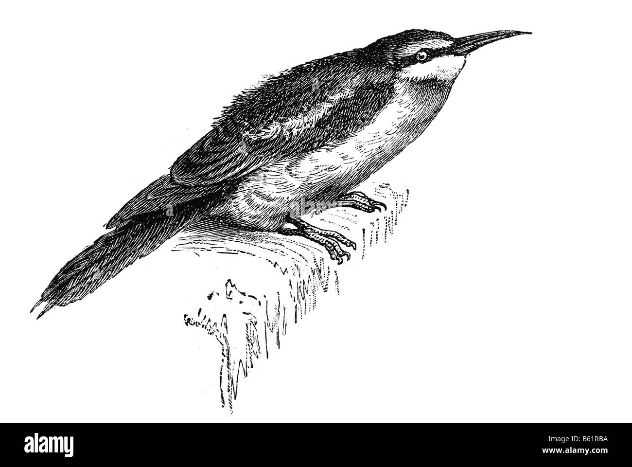 Europäische Bienenfresser Merops apiaster Stockfoto