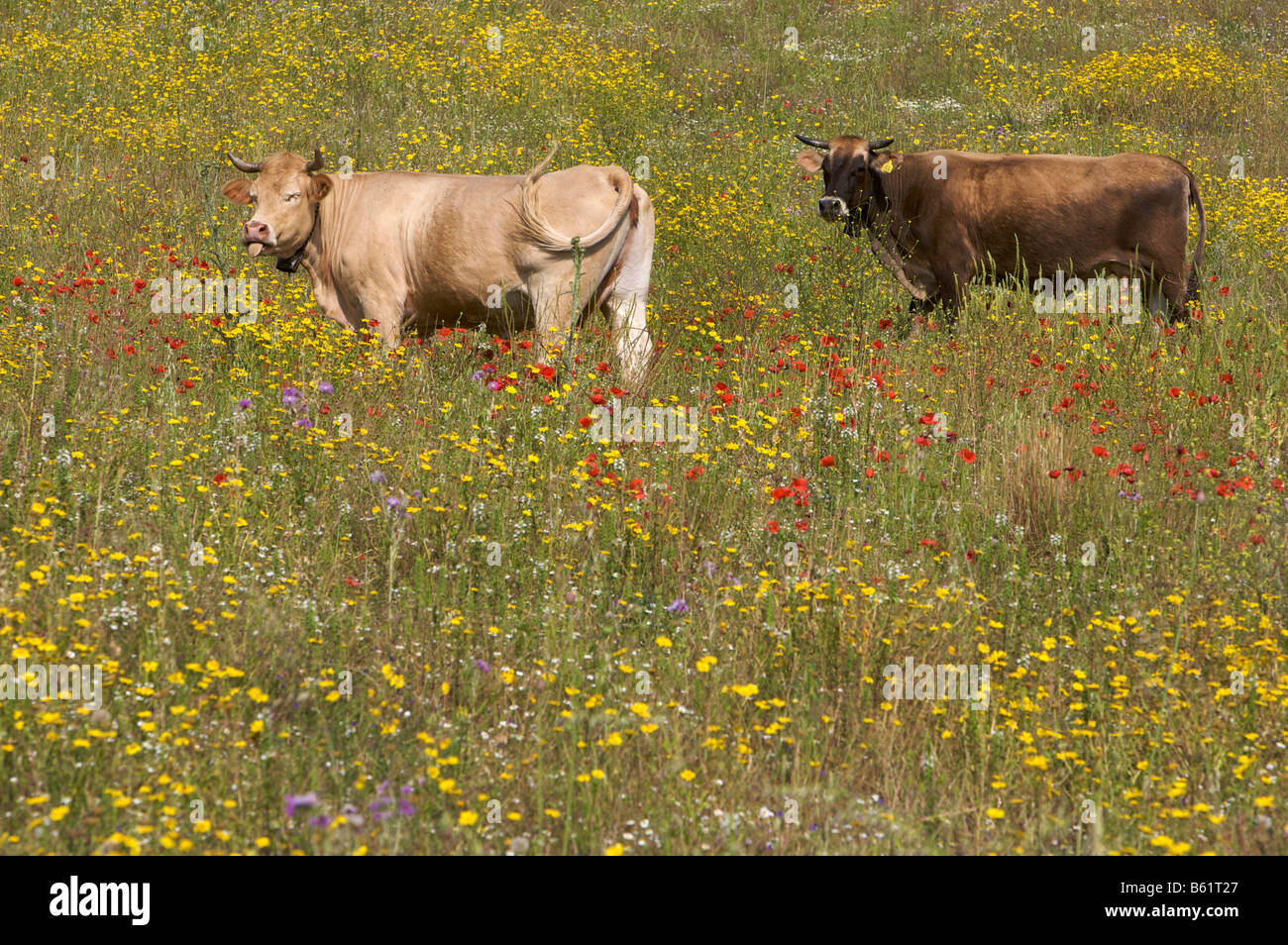 Kühe stehen in einer Blumenwiese in Sardinien, Italien, Europa Stockfoto