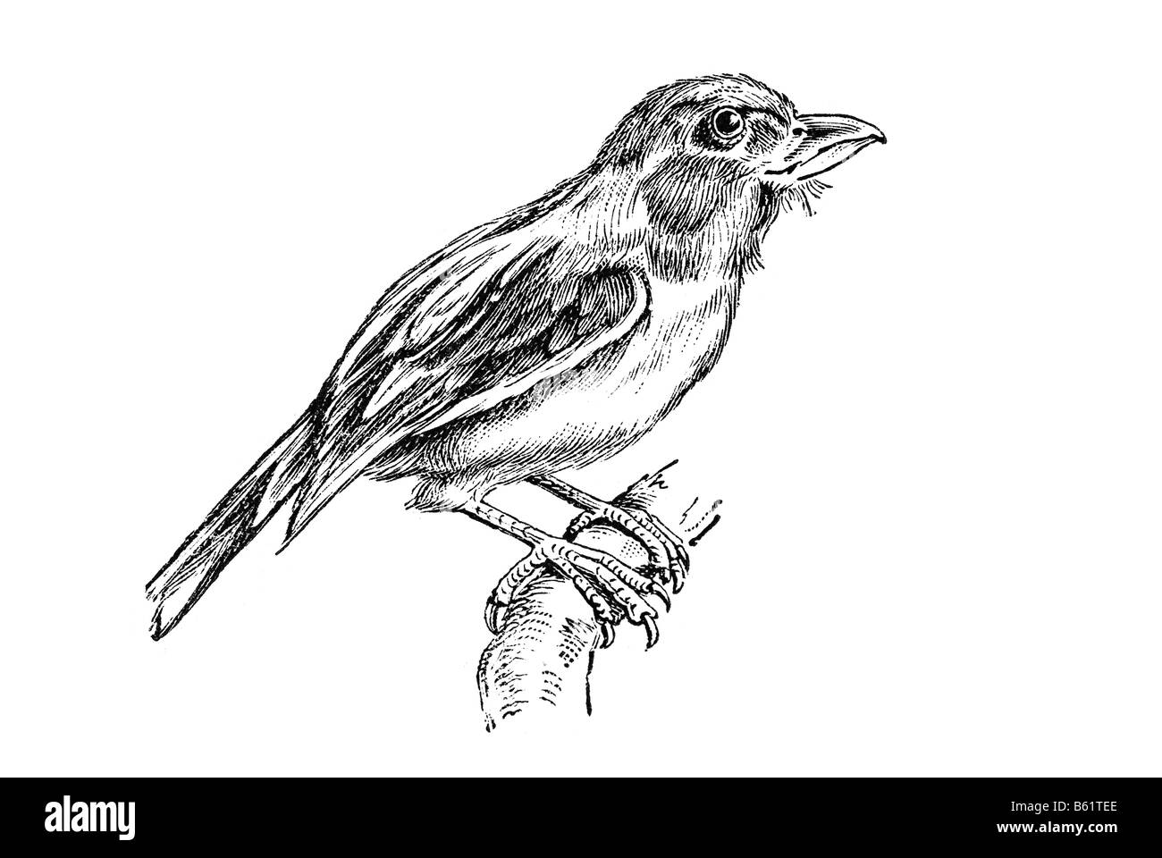 Broadbill (Eurylaemus Javanicus), birnenförmigen Stockfoto