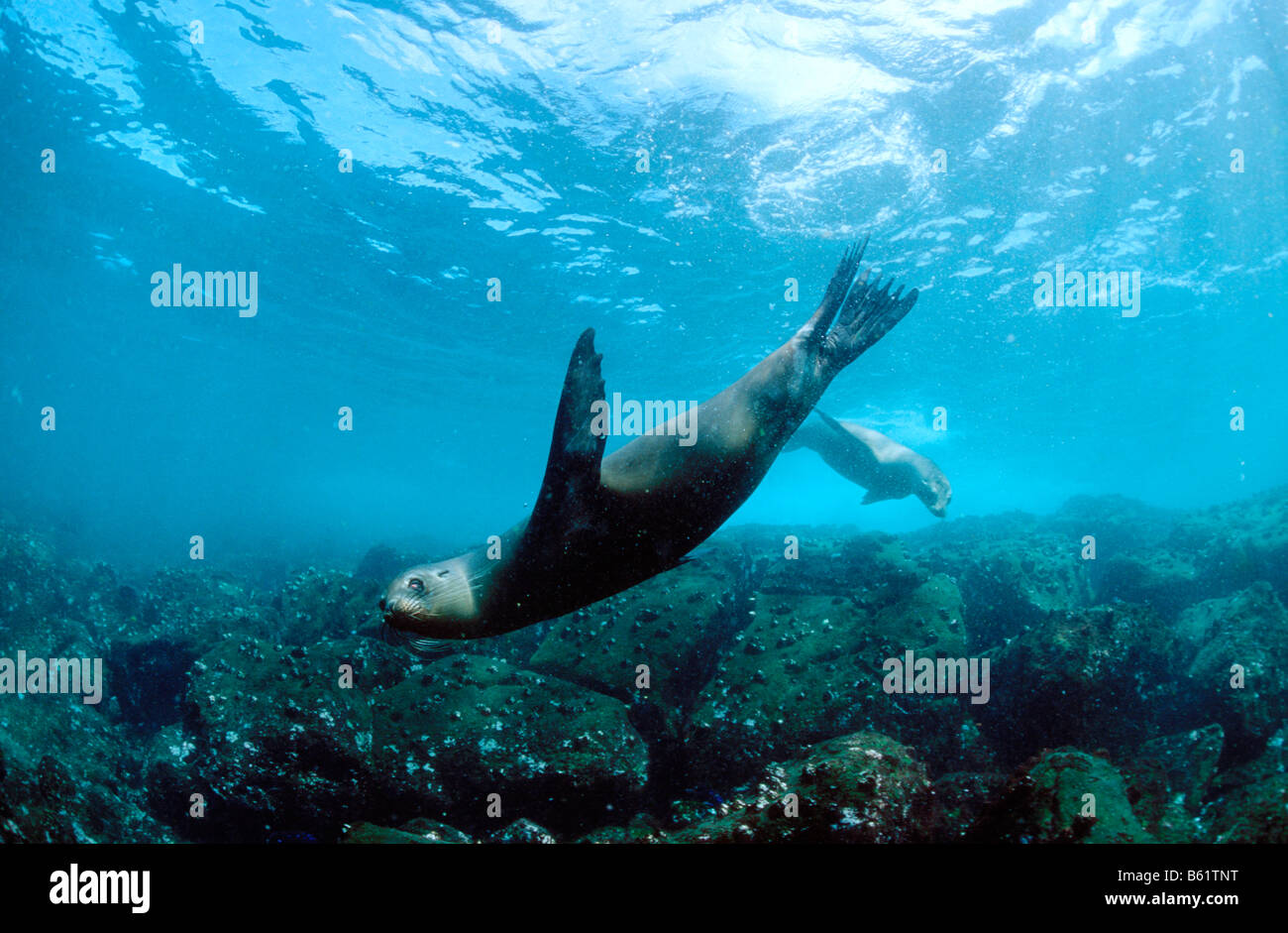 Galapagos Sealion (Zalophus Wollebaeki), weibliche Schwimmen im flachen Wasser über einen felsigen Meeresboden Stockfoto