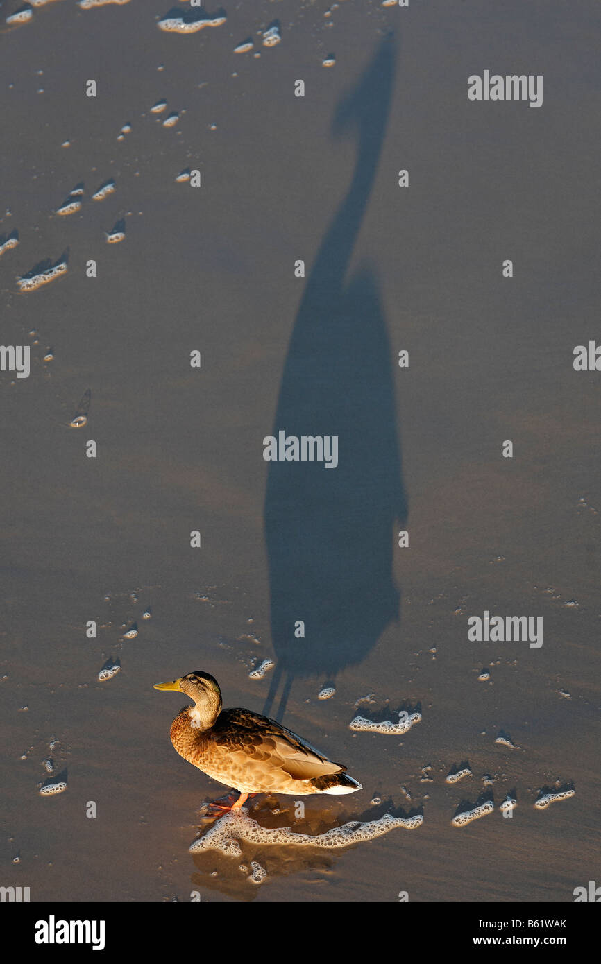 Stockente (Anas Platyrhynchos), am Strand, watscheln wirft einen großen Schatten im Abendlicht Stockfoto