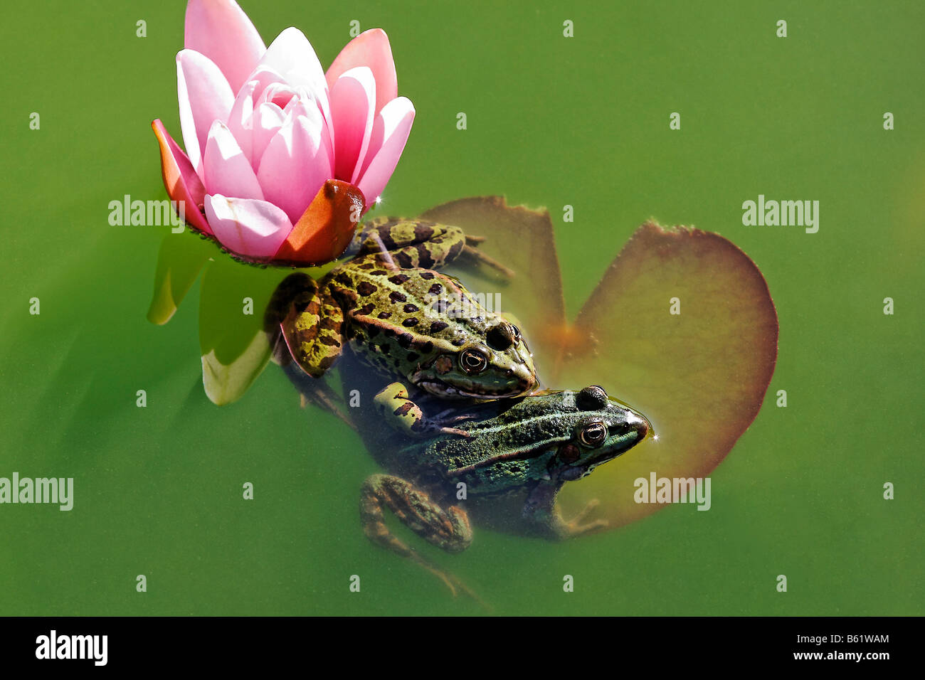 Zwei Marsh Frösche (Rana Ridibunda), neben einander nach der Amplexus, in einem grünen Teich auf einer Seerose Stockfoto