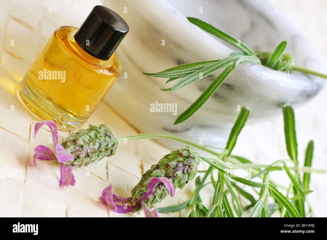 frisch gemahlener Lavendel für Aromatherapie Stockfoto