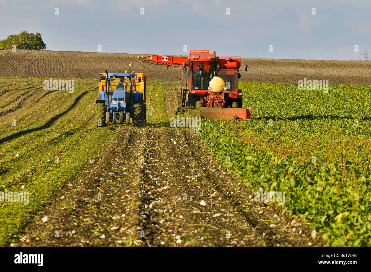 Rübenerntemaschine holt die Zuckerrüben und füllte den Traktor Anhänger., Frankreich. Stockfoto