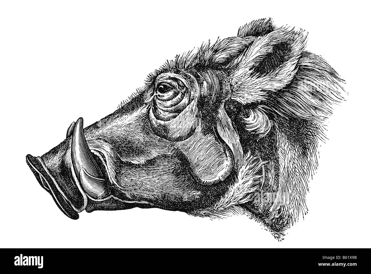 Wüste Warthog Phacochoerus aethiopicus Stockfoto