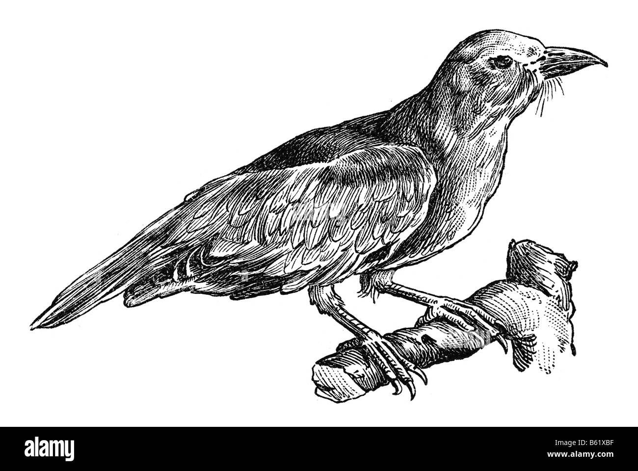 Blauracke (Coracias Garrulus) Stockfoto