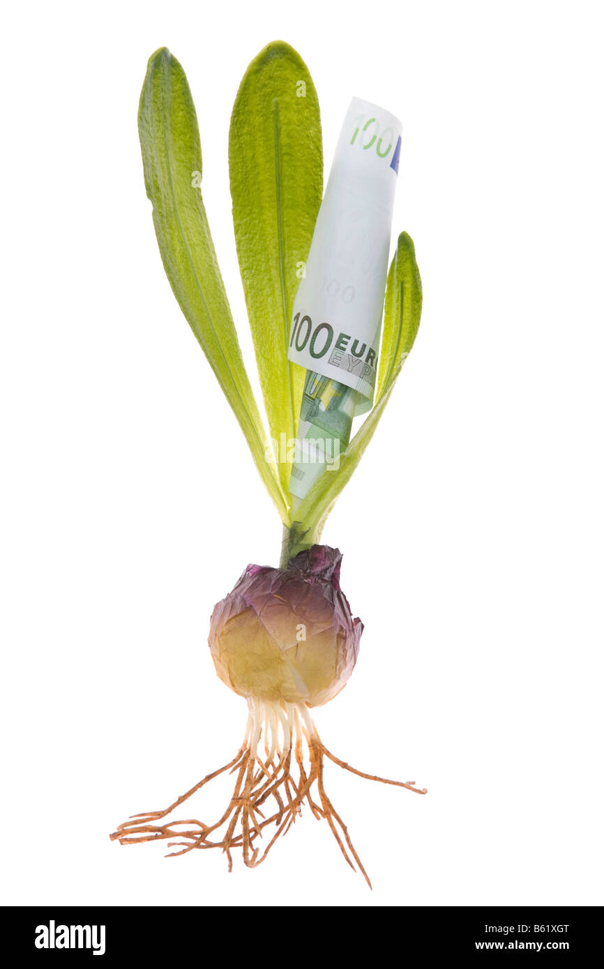 Euro-Banknote aus eine Blumenzwiebel wachsen Stockfoto