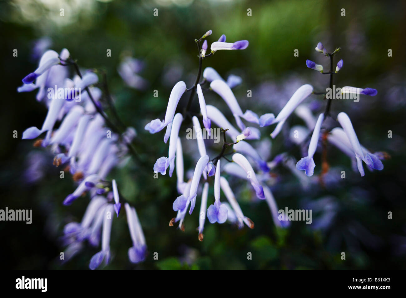 Bluebell Blumen im gemäßigten Haus in Kew Gardens London England UK Stockfoto