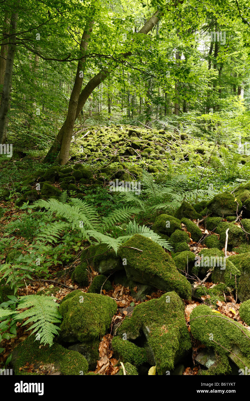 Moos bedeckt Steinen, Basalt Geröllfeld am Mettermich nahe Schondra, Rhön, untere Franken, Bayern, Deutschland, Europa Stockfoto