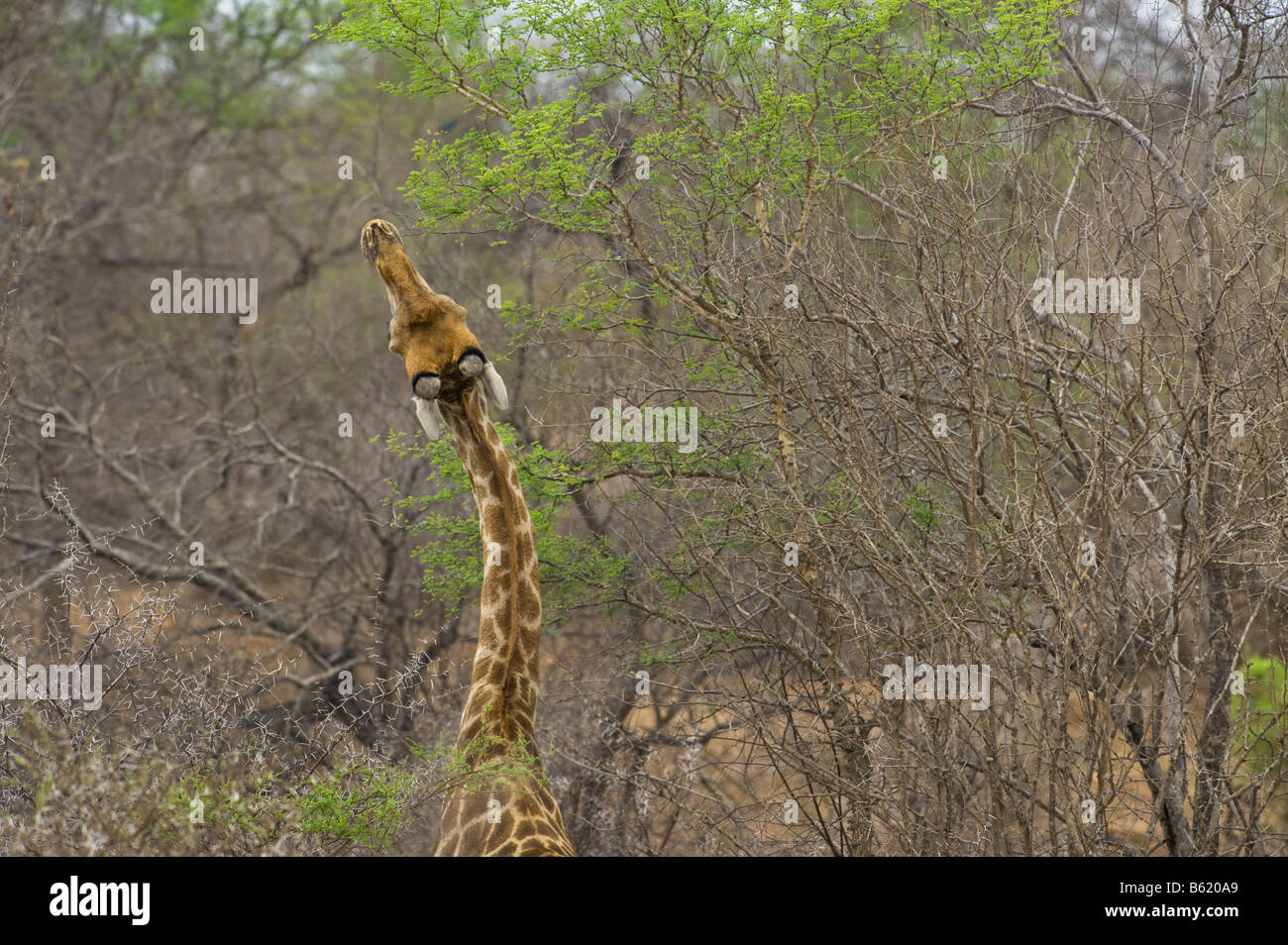 Suchen Sie Wild Giraffe GIRAFFA Plancius südlichen Giraffe in Akazien Wald Südafrika Südafrika Ambiente Hals bizarr Stockfoto