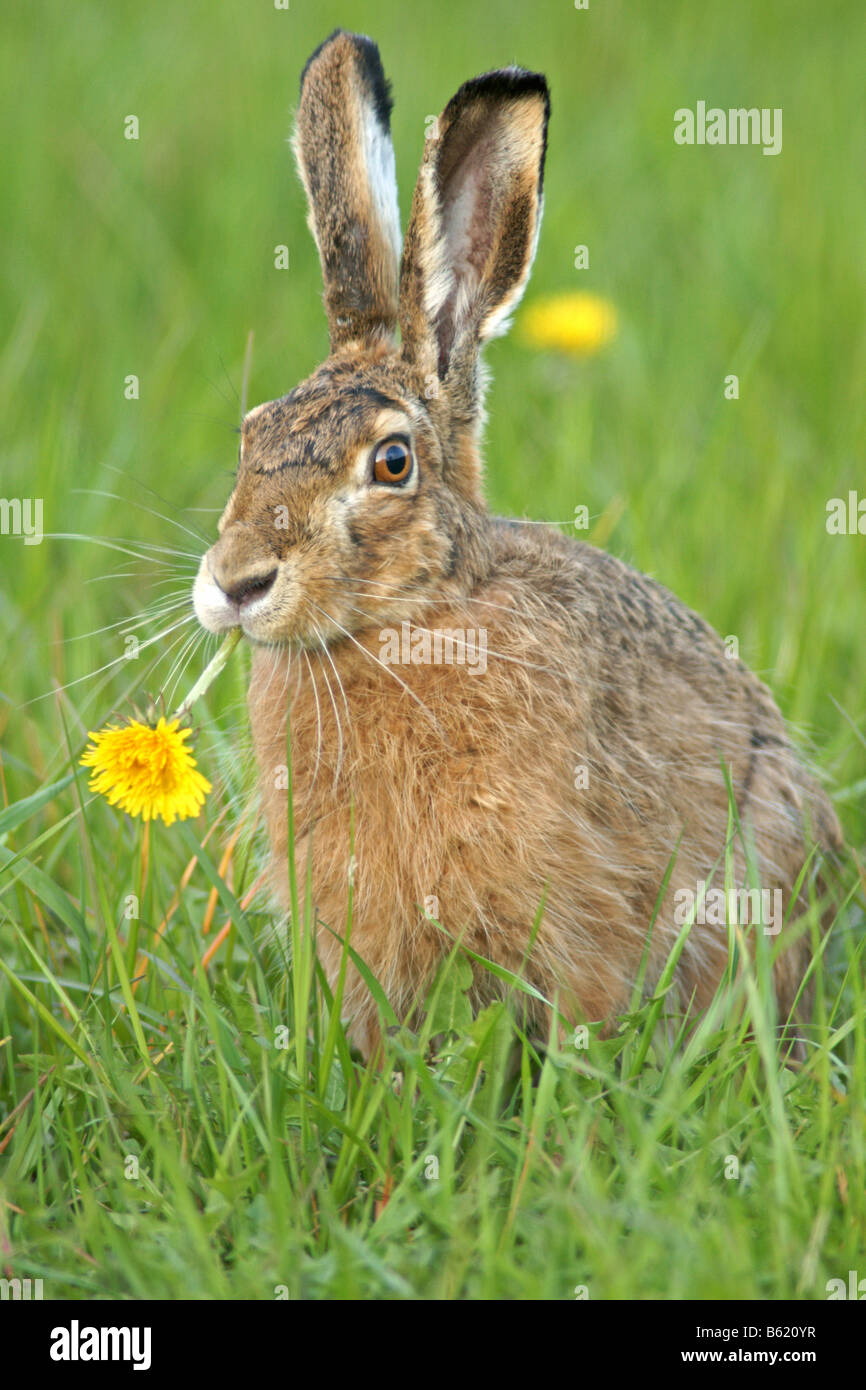 Feldhase Brauner Hase Lepus Europaeus Stockfotografie Alamy