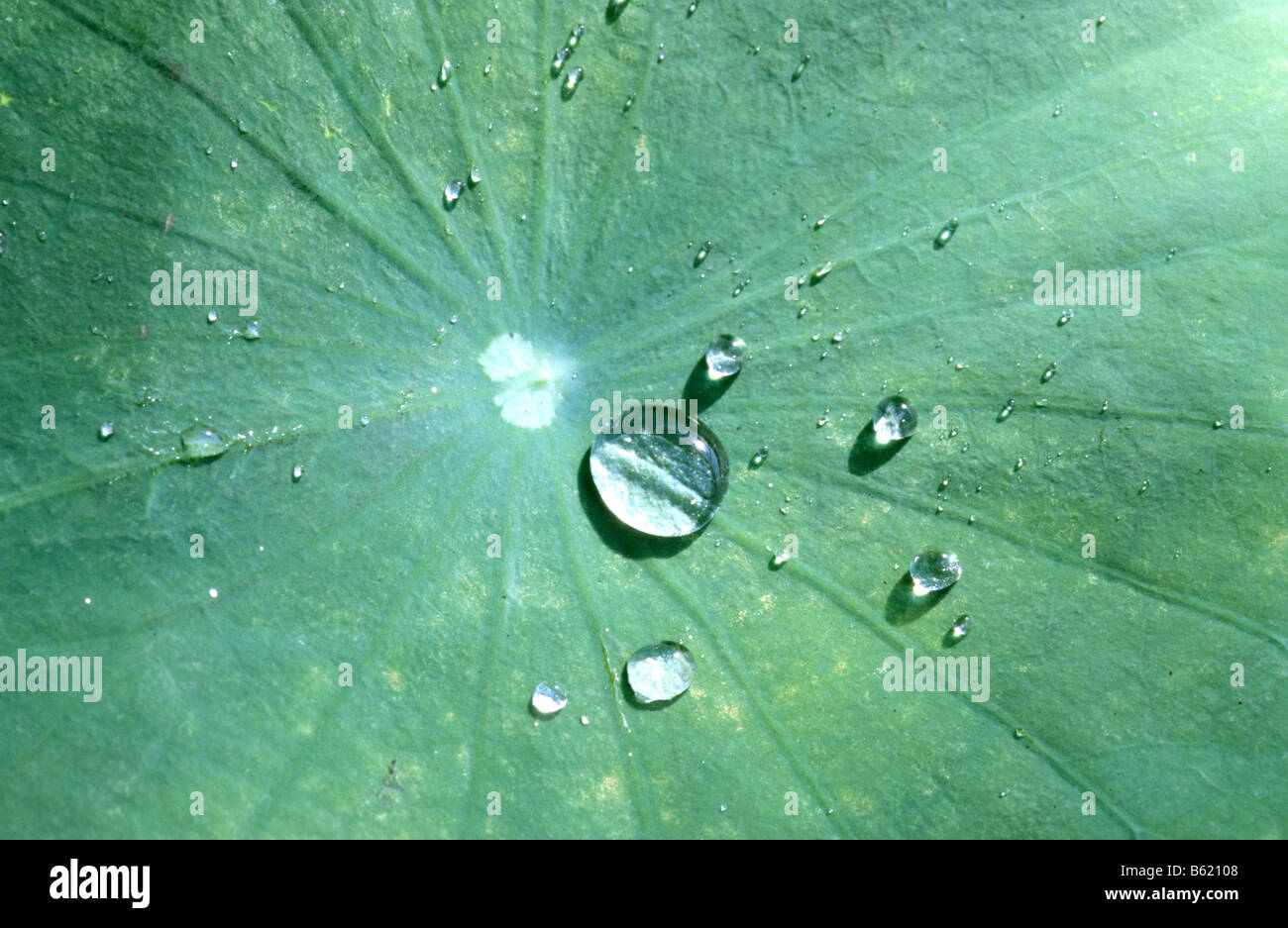Heilige Lotus (Nelumbo Nucifera). Wassertropfen Sie bildenden auf der Oberfläche eines Blattes, dem so genannten Lotuseffekt genannt Stockfoto