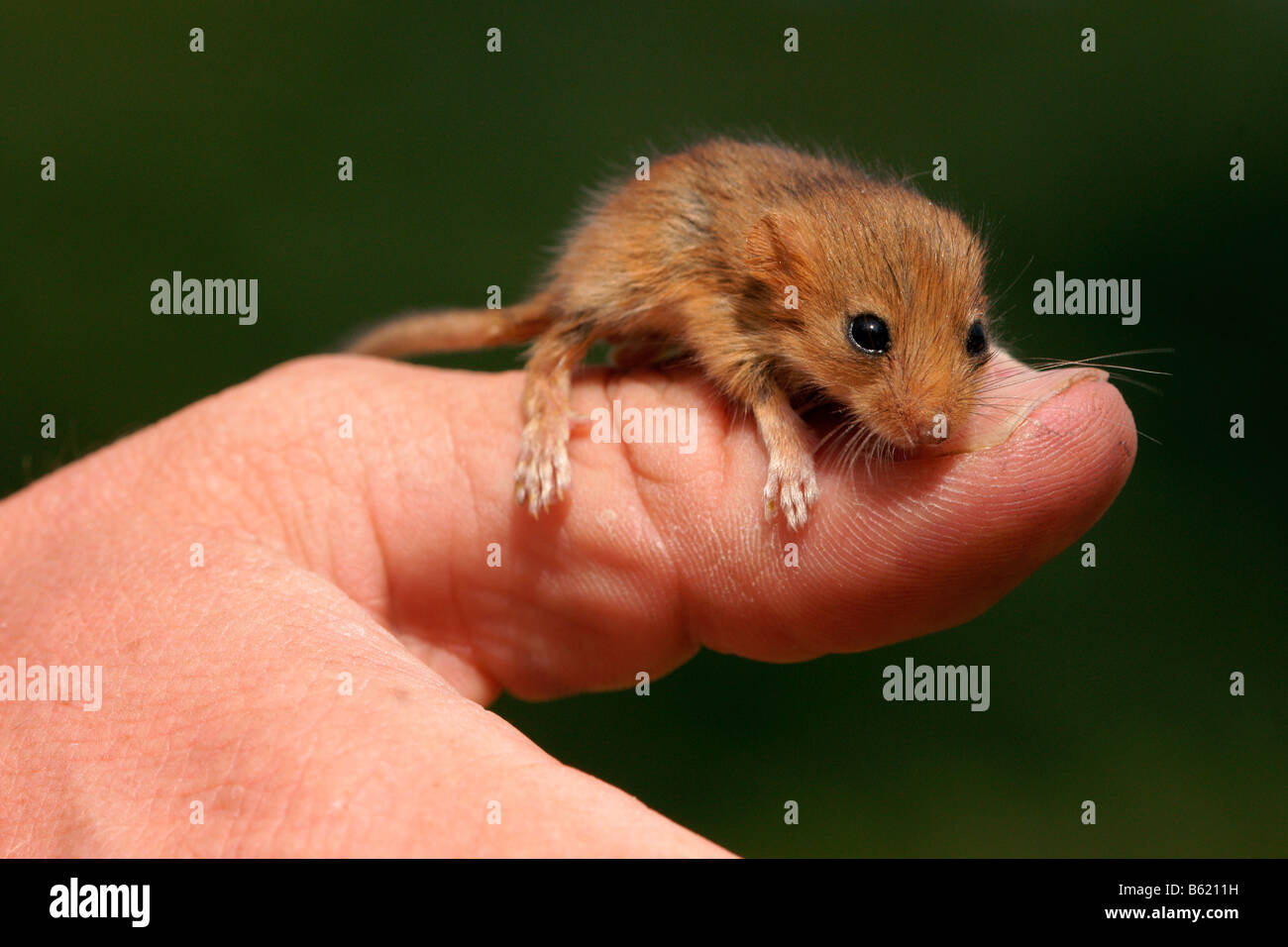 Hazel Dormouse (Muscardinus Avellanarius), pup, sitzt auf einem Mann Daumen Nurseling Stockfoto