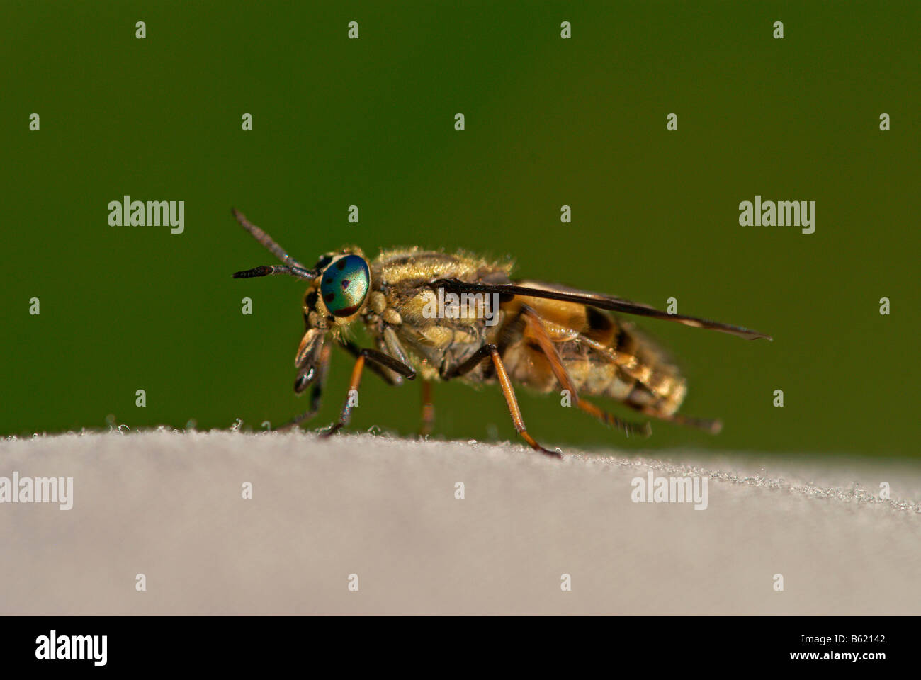 Deer Fly oder gelb fliegen (Chrysops spp.) Stockfoto